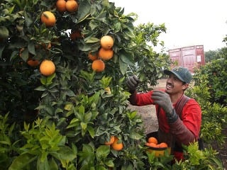 Farmári oberajú pomaranče v