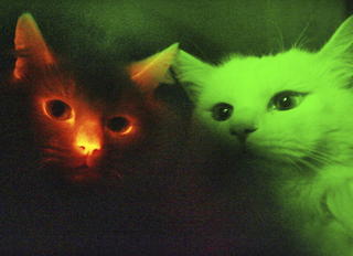 Naklonované mačky svietia v