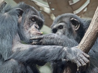 Šimpanzy vo varšavskej zoo
