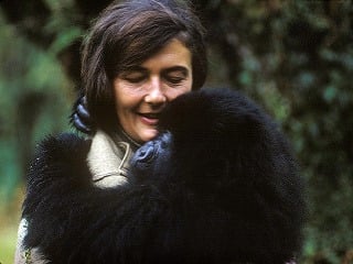 Google spomína: Dian Fossey