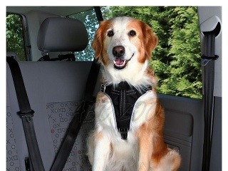 Ako prevážať psov v