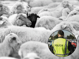 Čierna ovca polície v