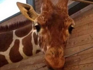 Žirafa Marius