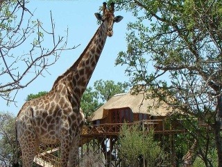 Pezulu Treehouse Game Lodge,