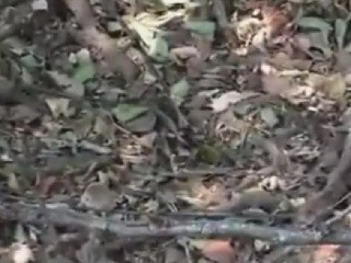 Fascinujúca zvieracia kamufláž: Vtáčik