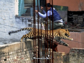 Leopard na potulkách mestom