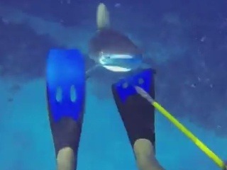 Útok žraloka v priamom