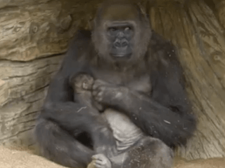 VIDEO Gorilie mláďatko je