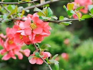 10 najkrajších kvitnúcich drevín