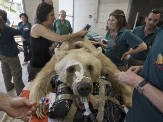 Medveď podstúpil jedinečnú operáciu