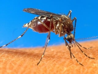 Chikungunya je prenášaná hmyzom