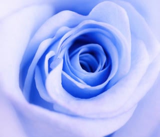 Prvá modrá ruža je