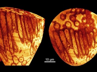 Neuveríte, čo vykopali archeológovia: