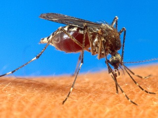 Komár prenášajúci horúčku dengue