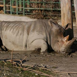 Samička nosorožca: Je v