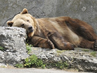 Medveď hnedý európsky