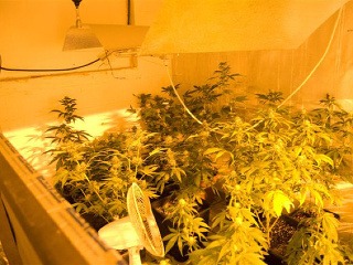 Laboratórium na pestovanie marihuany