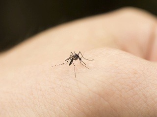 Uštipnutie komárom je nepríjemné,