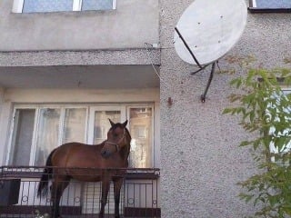 Vynaliezavý Poliak: Koňa schoval