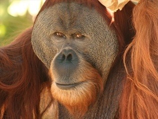 Orangutan Hsing Hsing má
