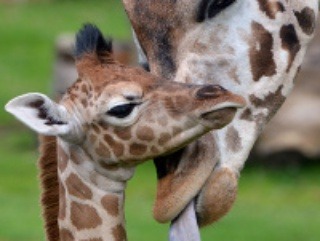 Žirafie mláďa Madiba, ktoré