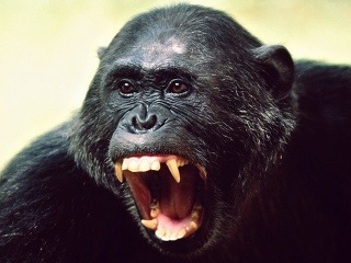 Beštiálne šimpanzy: Unášajú a