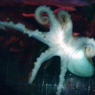 Unikátny objav: Chobotnica so