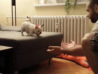 VIDEO Slovenského psíka Rockyho
