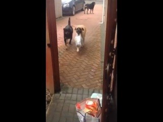 VIDEO psa, ktorého by