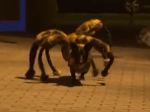 VIDEO Gigantického pavúka zachvátilo