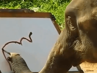 VIDEO ako slon kreslí