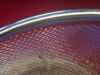 Larva v špaldovej múke