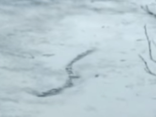 Islandský vodný had telom