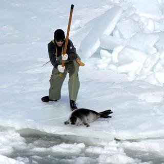 Začiatok tradičného lovu tuleňov