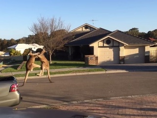 Kengury sa pobili priamo