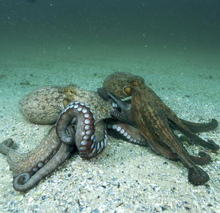Aj chobotnice vedia žiarliť