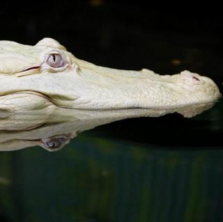 Príbuzný obávaného krokodíla: Aligátor!