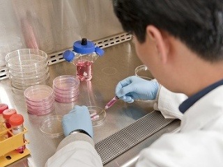 Laboratóriá budú pestovať penisy