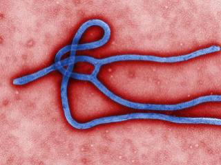vírus ebola