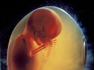Vývoj ľudského plodu