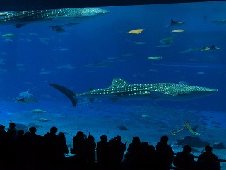 Okinawa Churaumi Aquarium, Japonsko