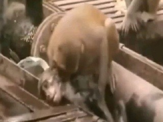 Opica zachránila život inej