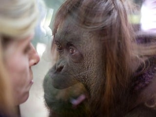 Voľne žijúce orangutany vykazujú