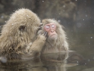 Snežné opice v Japonsku