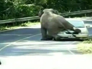 Slon si pomýlil auto