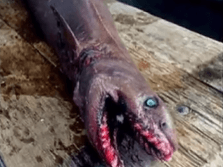 VIDEO Rybári chytili hororovú