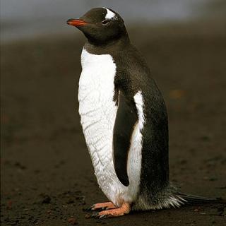 Samička tučniaka v košickej