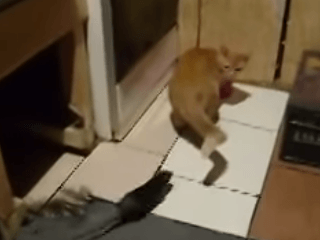 Mačku s potkanom doma