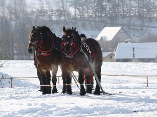 Furmanské súťaže