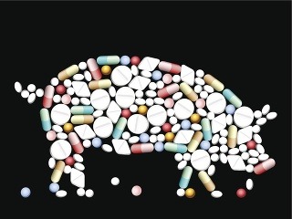 Ošípané sú najviac kŕmené